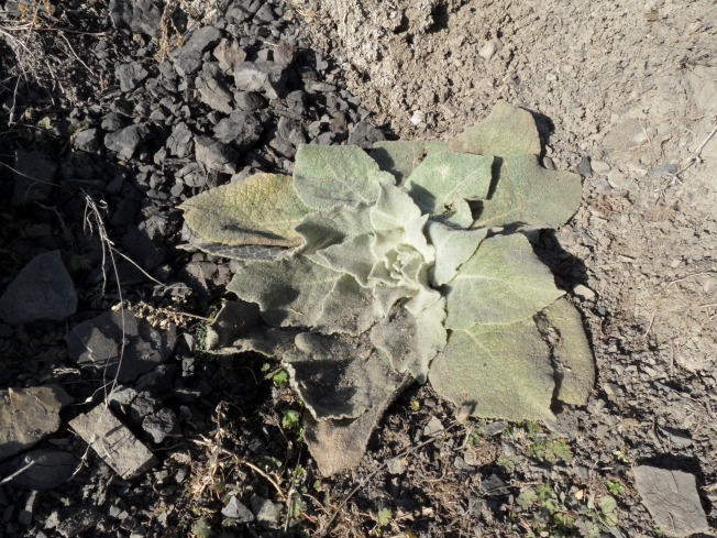 Изображение особи род Verbascum.