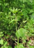 Veronica hederifolia