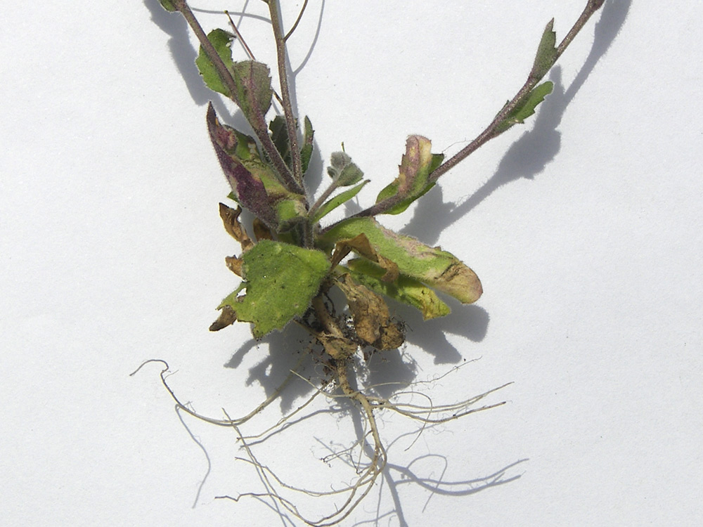 Image of Draba nemorosa specimen.
