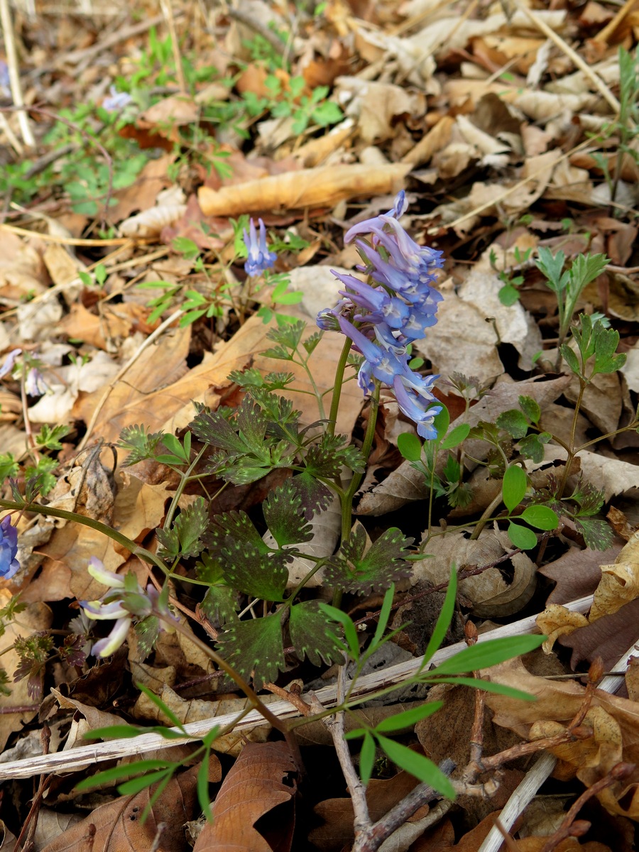 Image of Corydalis ambigua var. pectinata specimen.