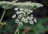 Angelica anomala. Соцветие. Приморье, Ольгинский р-н, долина р. Милоградовки, опушка смешанного леса на берегу реки. 21.08.2015.