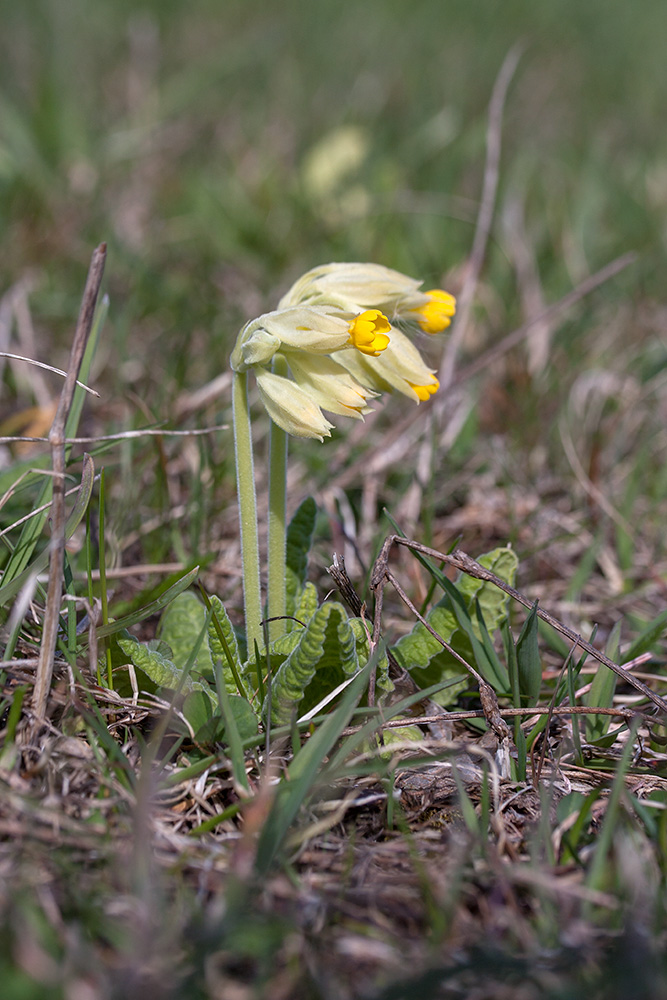 Изображение особи Primula veris.