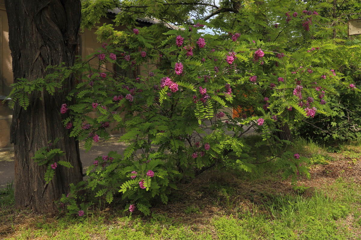 Image of Robinia neomexicana specimen.