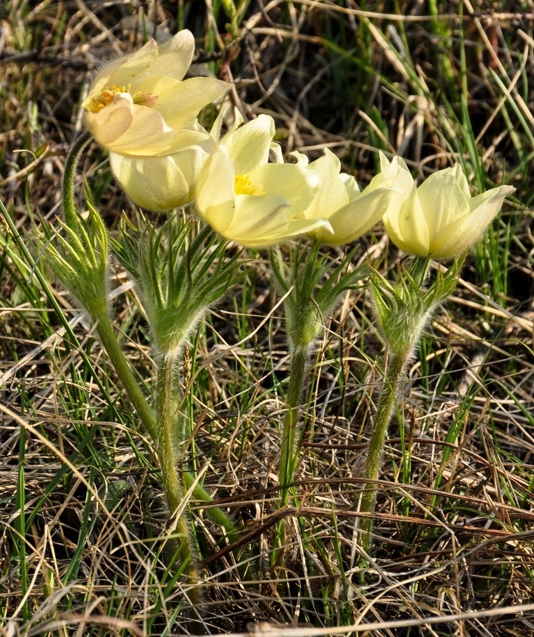 Изображение особи Pulsatilla orientali-sibirica.