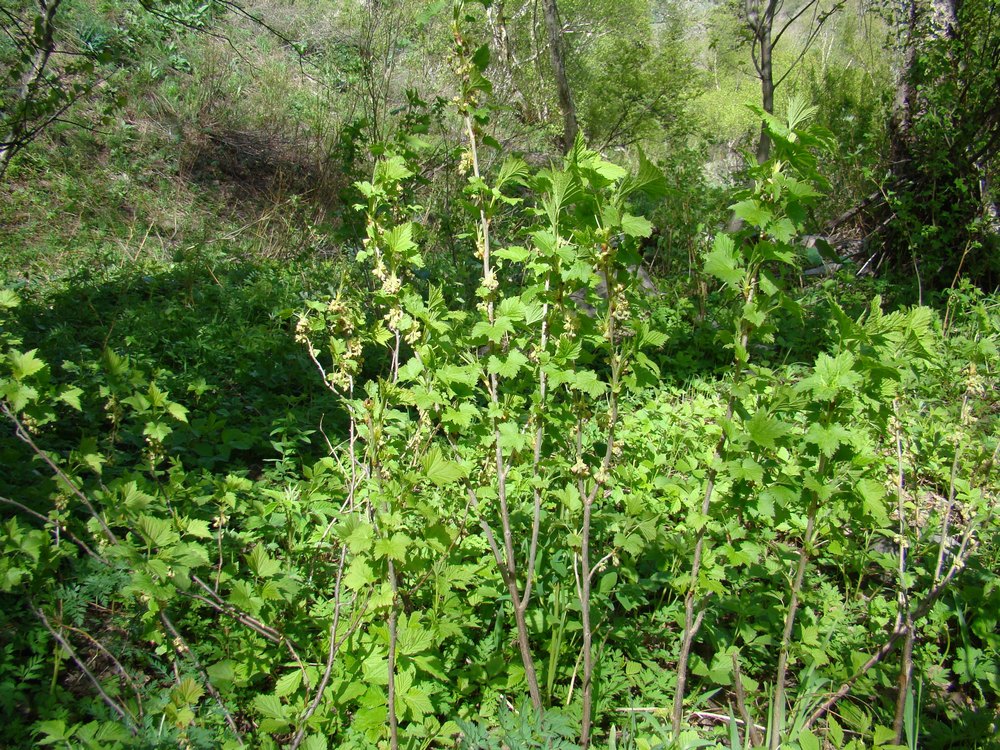 Image of Ribes janczewskii specimen.