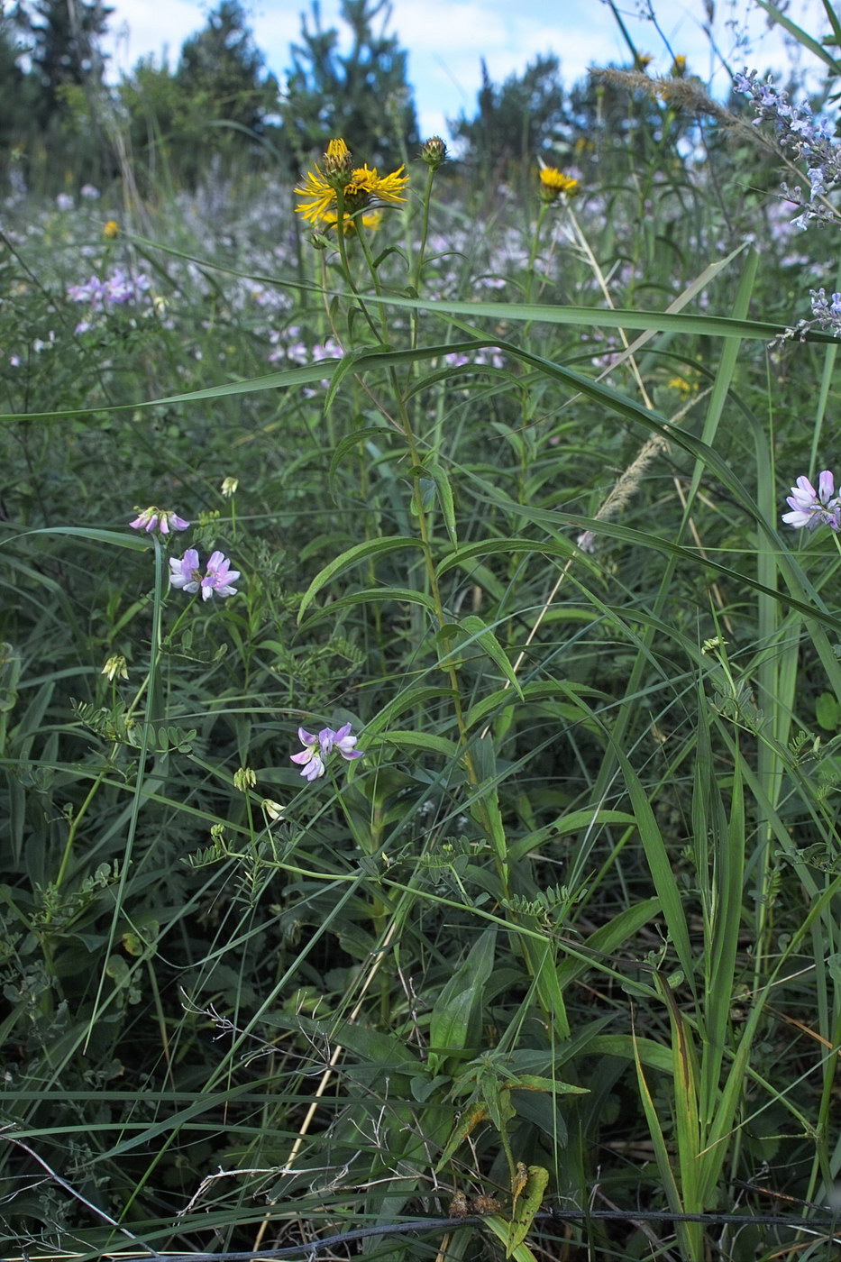 Image of Inula salicina specimen.