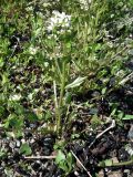 Cochlearia arctica