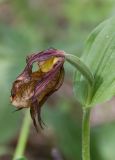 Cypripedium calceolus