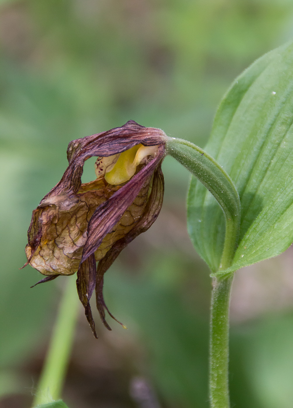 Image of Cypripedium calceolus specimen.
