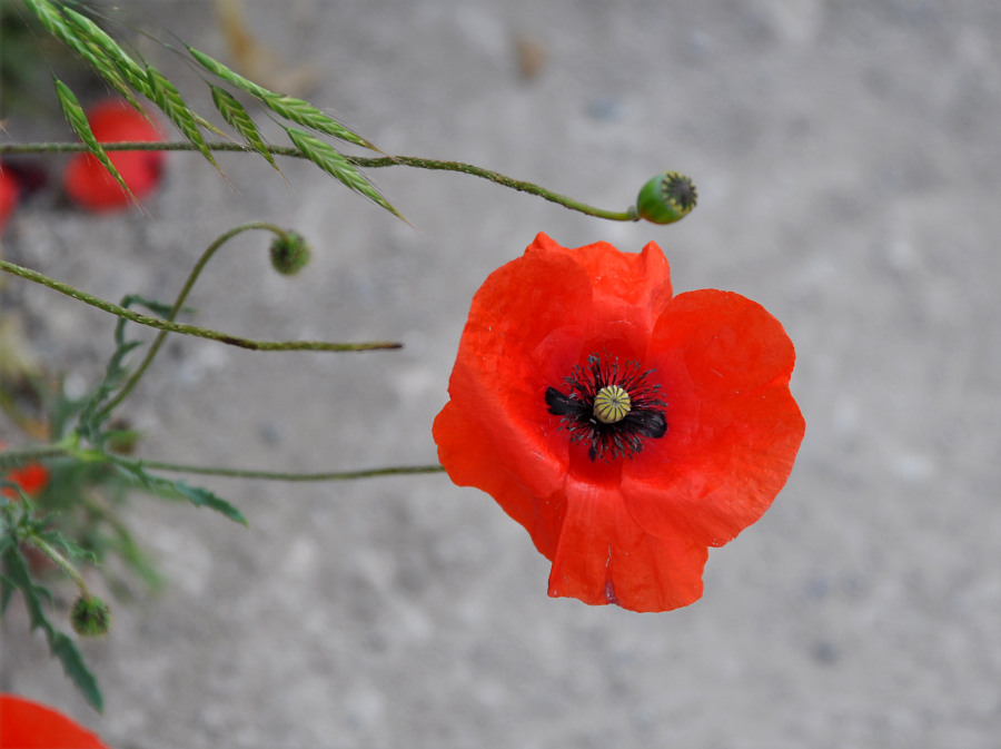 Image of Papaver rhoeas var. strigosum specimen.