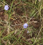 Linum austriacum