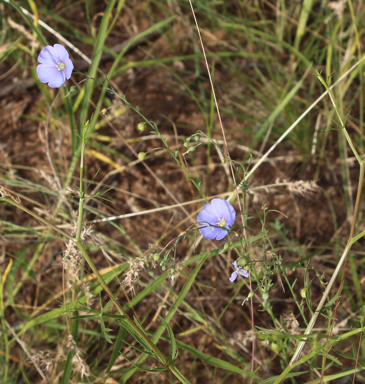 Изображение особи Linum austriacum.