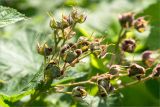 Rubus parviflorus. Верхушка побега с незрелыми плодами. Санкт-Петербург, Старый Петергоф, парк \"Сергиевка\", газон. 26.06.2016.