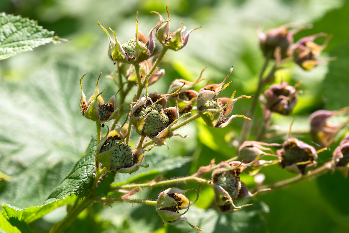 Image of Rubus parviflorus specimen.