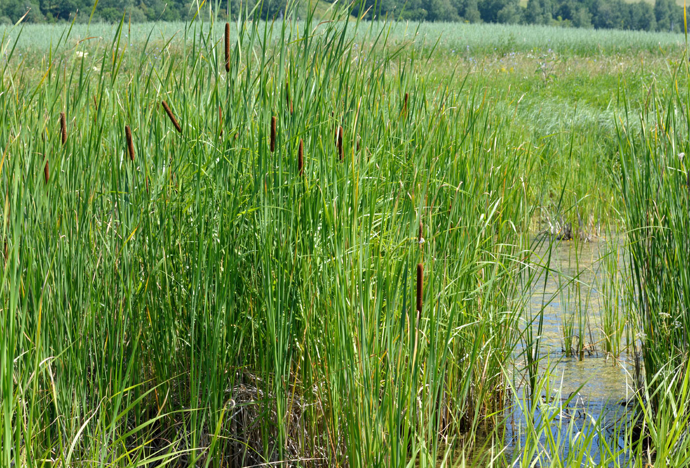 Изображение особи род Typha.