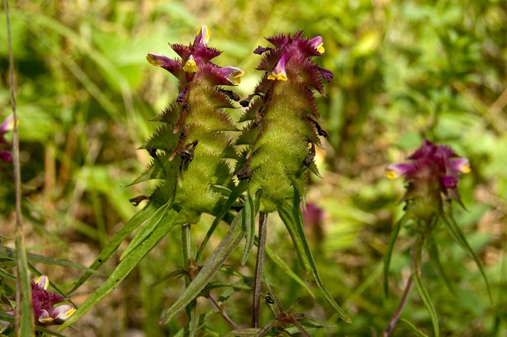 Image of Melampyrum cristatum specimen.