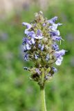 Nepeta alatavica