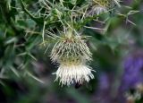 Cirsium echinus. Верхушка побега с соцветием. Северная Осетия, Алагирский р-н, окр. пос. Верхний Фиагдон, ≈ 1200 м н.у.м., остепненный склон. 04.07.2016.