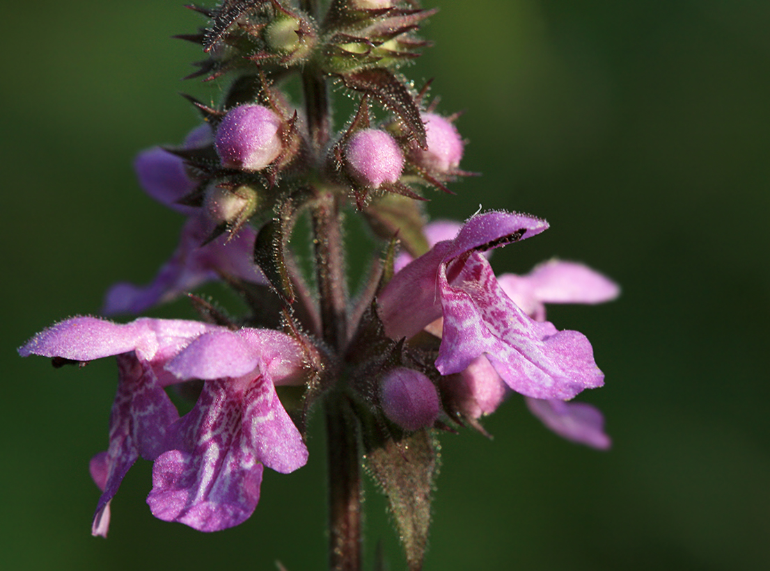 Image of Stachys palustris specimen.