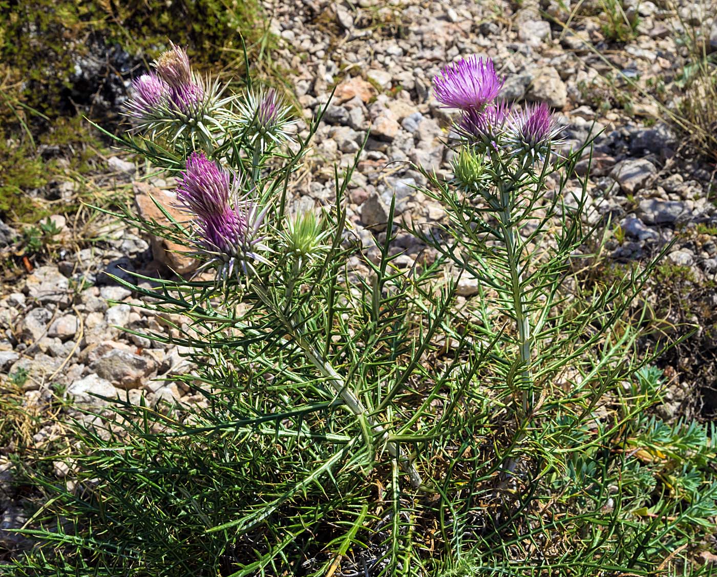 Image of Lamyra echinocephala specimen.