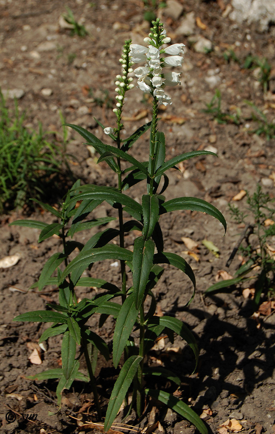 Изображение особи Physostegia virginiana.