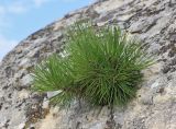 Pinus pallasiana. Молодое растение на известняковой скале (самосев от расположенных рядом искусственных посадок). Крым, окр. г. Бахчисарай. 20 августа 2015 г.