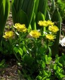 Ranunculus altaicus