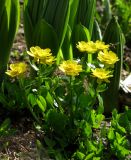 Ranunculus altaicus. Растение в цвету (на заднем плане - отрастающие побеги Veratrum lobelianum). Алтайский край, Змеиногорский р-н, ГПЗ \"Тигирекский\" - Белорецкий участок; Западный Алтай, ось Тигирекского хребта, левый борт долины Бабьего Ключа; у многолетнего снежника в средней части склона северной экспозиции, комплекс низкотравных альпинотипных лугов и полидоминантного субальпийского высокотравья, субнивальная лужайка мезопсихрофитов; выс. 1450 м н.у.м. 10 июля 2016 г.