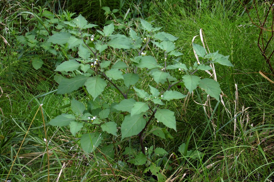 Image of Solanum nigrum ssp. schultesii specimen.