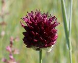 Allium sphaerocephalon