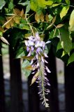 Wisteria sinensis. Верхушка побега с соцветием. Северная Осетия, Владикавказ, в культуре. 04.07.2016.