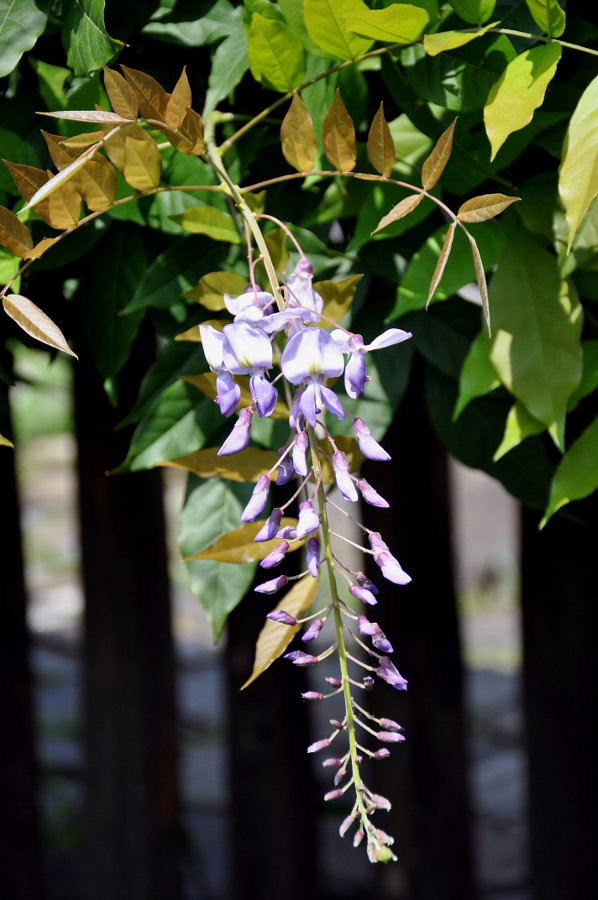 Image of Wisteria sinensis specimen.