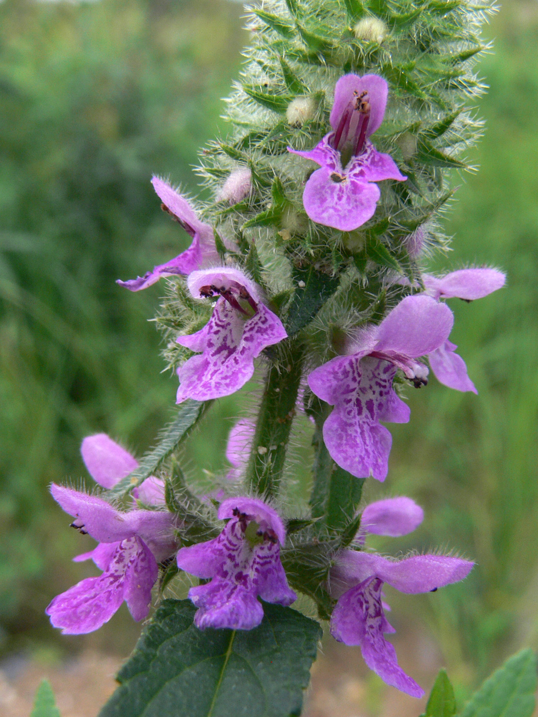 Изображение особи Stachys aspera.