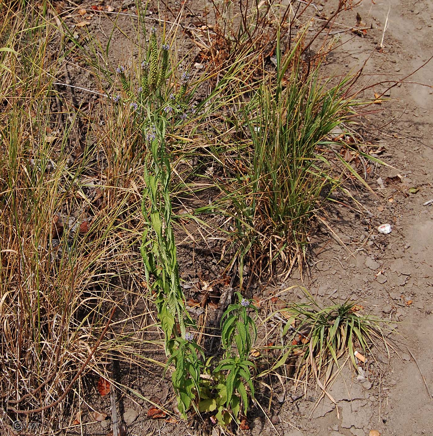 Изображение особи Veronica longifolia.