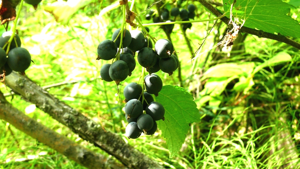 Image of Ribes dikuscha specimen.