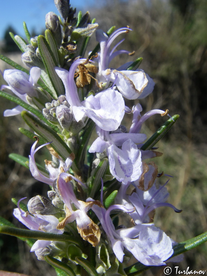 Изображение особи Rosmarinus officinalis.