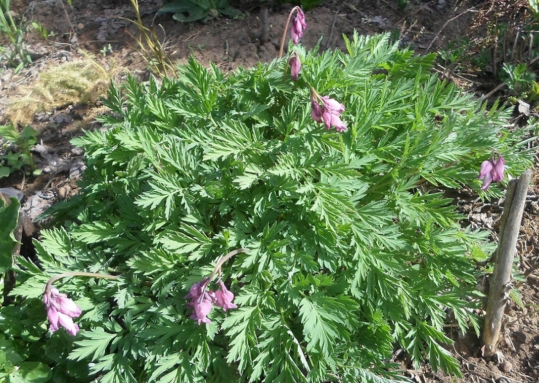 Image of Dicentra formosa specimen.