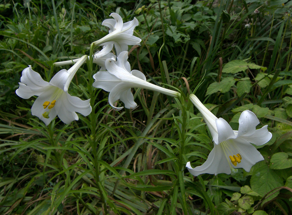 Изображение особи Lilium longiflorum.