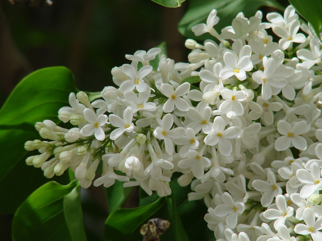 Image of Syringa vulgaris specimen.