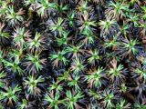 Azorella trifurcata