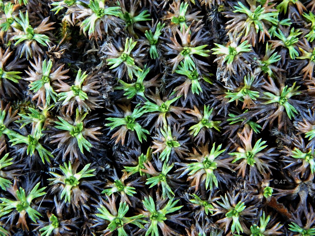 Image of Azorella trifurcata specimen.