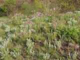 Pulsatilla ucrainica