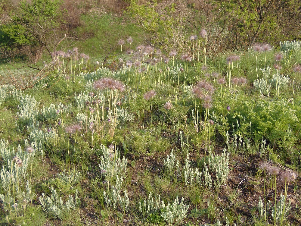 Изображение особи Pulsatilla ucrainica.