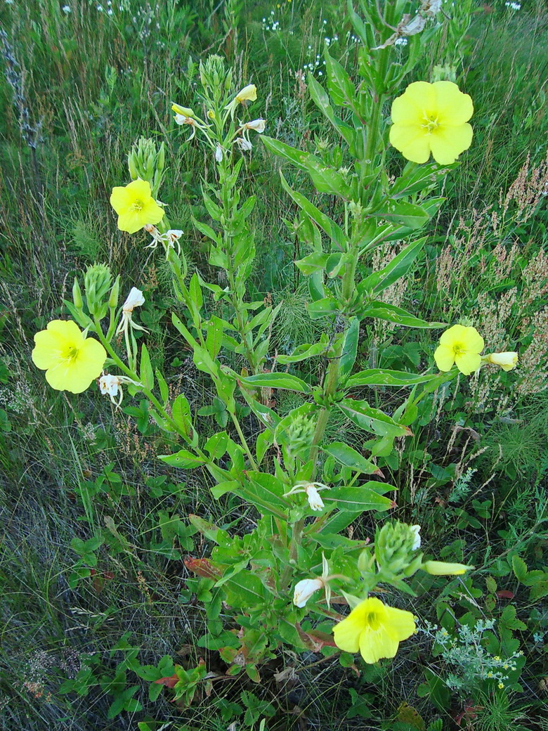Изображение особи Oenothera biennis.