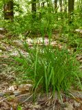 Carex sylvatica