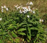 Saponaria officinalis