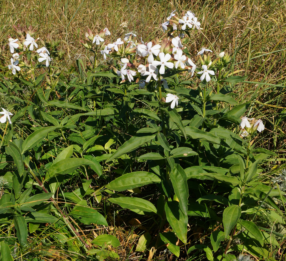 Изображение особи Saponaria officinalis.