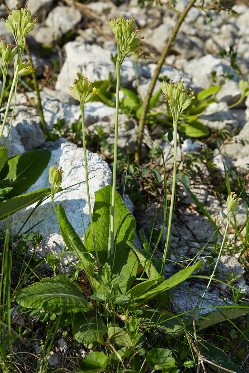 Image of Primula veris specimen.