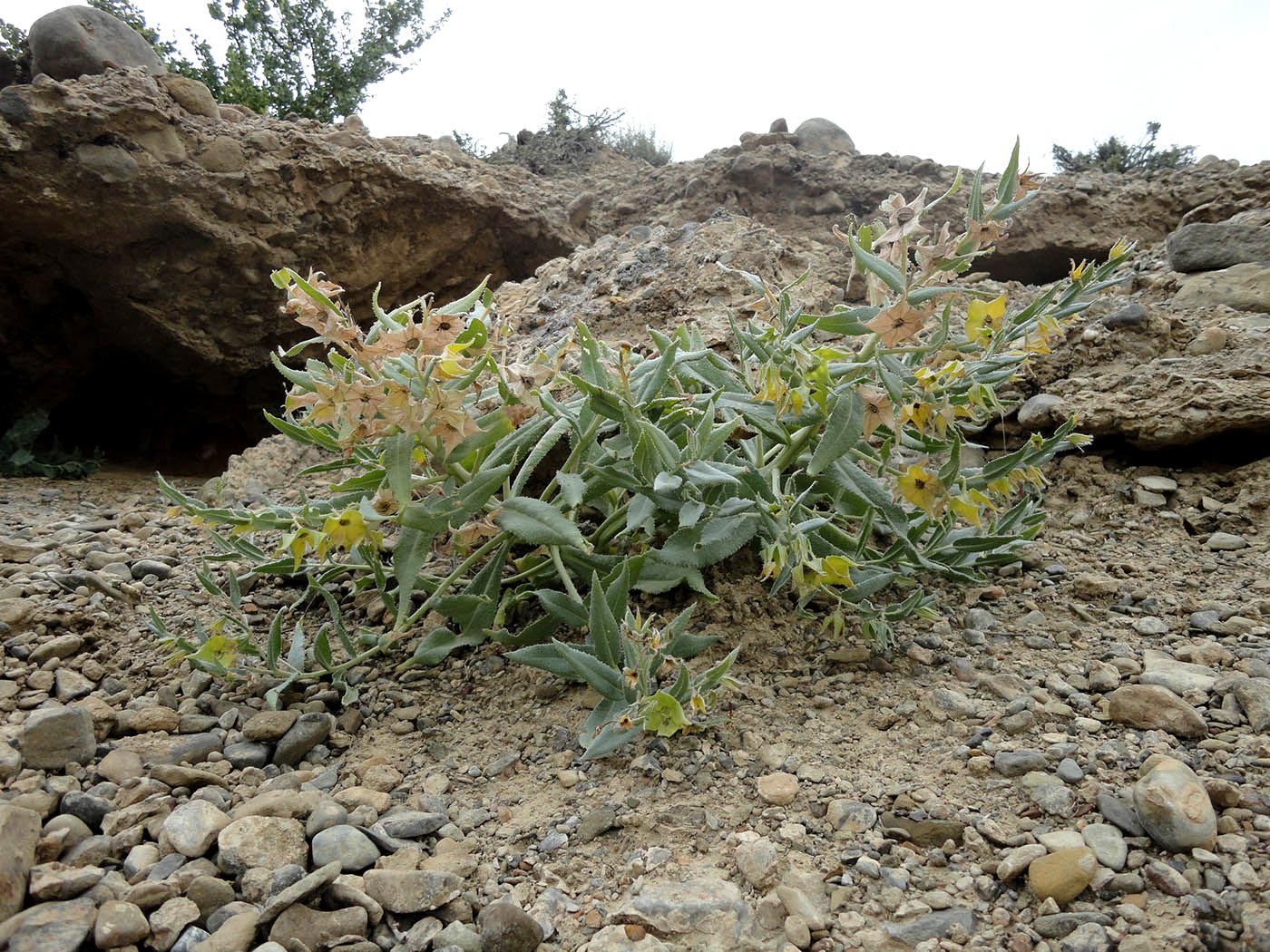 Изображение особи Caccinia macranthera.