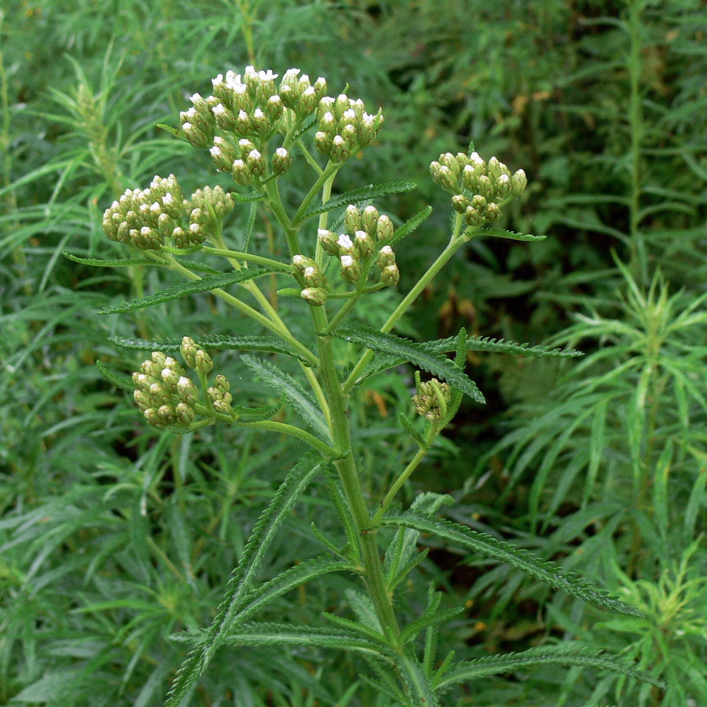 Изображение особи Achillea alpina.